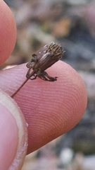 Bidens discoidea