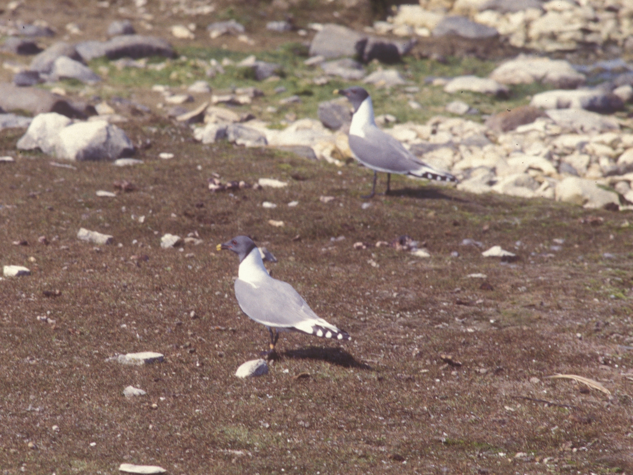 Sabine's Gull
