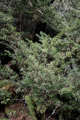 Podocarpus acutifolius