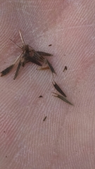 Bidens discoidea