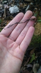 Bidens discoidea