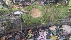 Bidens discoidea