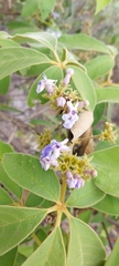 Vitex polygama