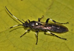 Ichneumon deliratorius