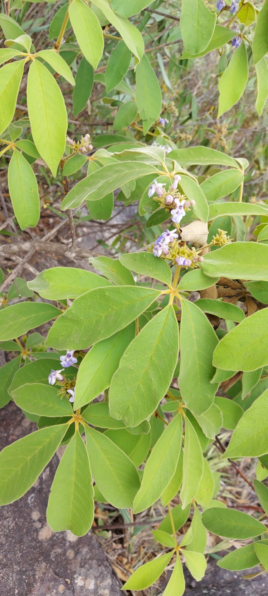 Imagem de Tarumã-do-cerrado