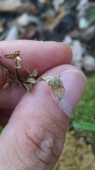 Bidens discoidea