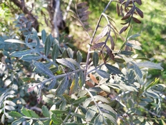 Schinus lentiscifolia
