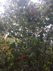 Erythrina breviflora