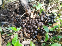 Mazama gouazoubira