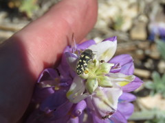 Acmaeodera lupinae