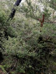 Podocarpus acutifolius