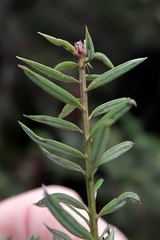 Podocarpus acutifolius