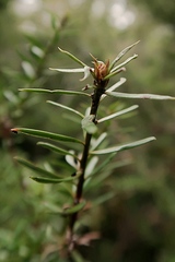 Podocarpus acutifolius