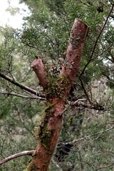 Podocarpus acutifolius