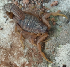 Scorpiones