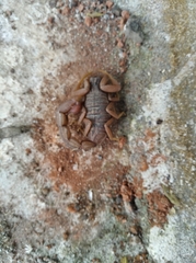 Scorpiones