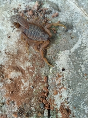Scorpiones
