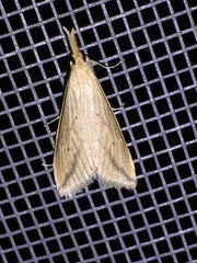 Donacaula longirostrallus