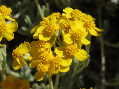 Eriophyllum ambiguum