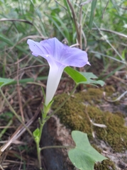 Ipomoea nil
