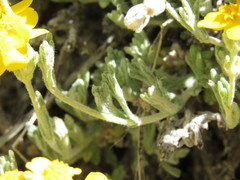 Eriophyllum ambiguum