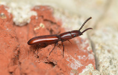 Taphroscelidia linearis