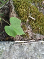 Ipomoea nil