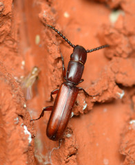 Taphroscelidia linearis