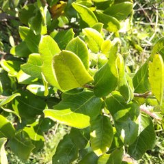 Rhus standleyi