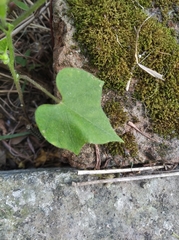 Ipomoea nil