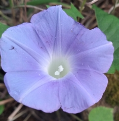 Ipomoea nil