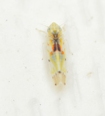 Erythroneura octonotata
