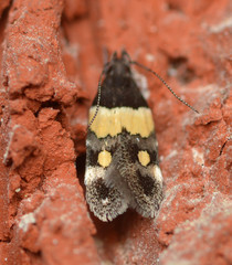 Triclonella determinatella