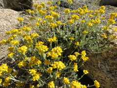 Eriophyllum ambiguum