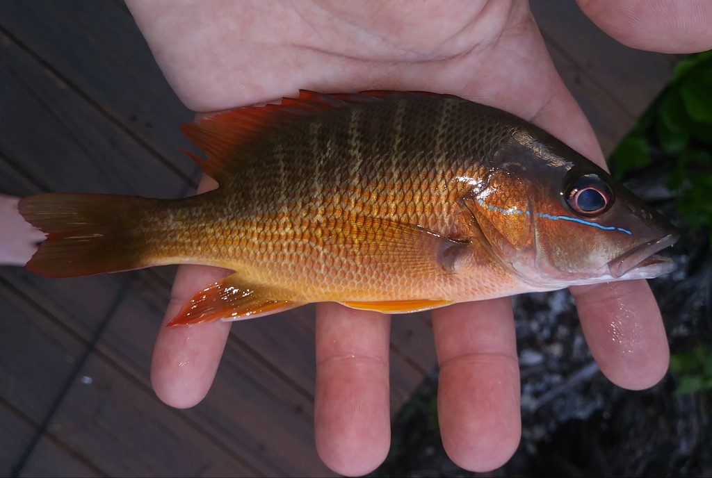 Foto de Pargo jocú (Lutjanus jocu)