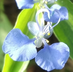 Commelina