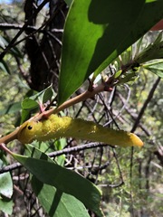 Coequosa triangularis