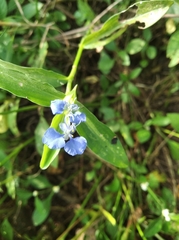 Commelina