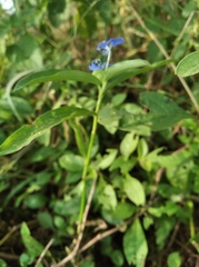 Commelina