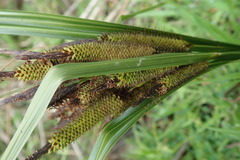Carex subdola