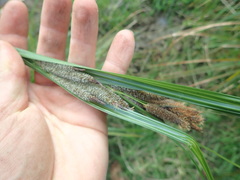 Carex subdola