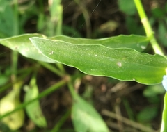 Commelina
