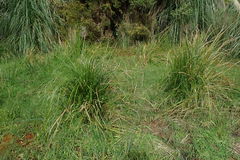 Carex subdola