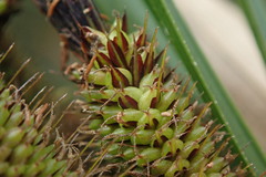 Carex subdola