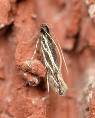 Eralea albalineella