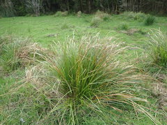 Carex subdola