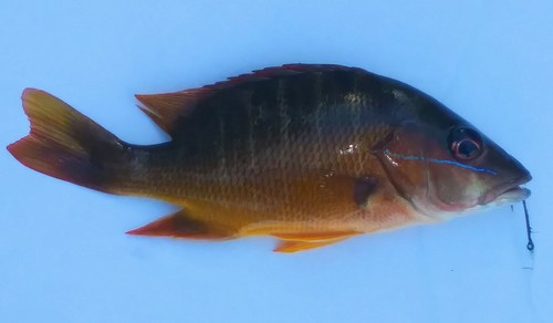 Foto de Pargo jocú (Lutjanus jocu)