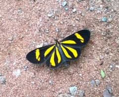 Cyllopoda claudicula