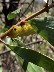 Coequosa triangularis