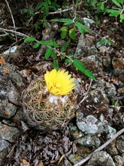 Coryphantha retusa